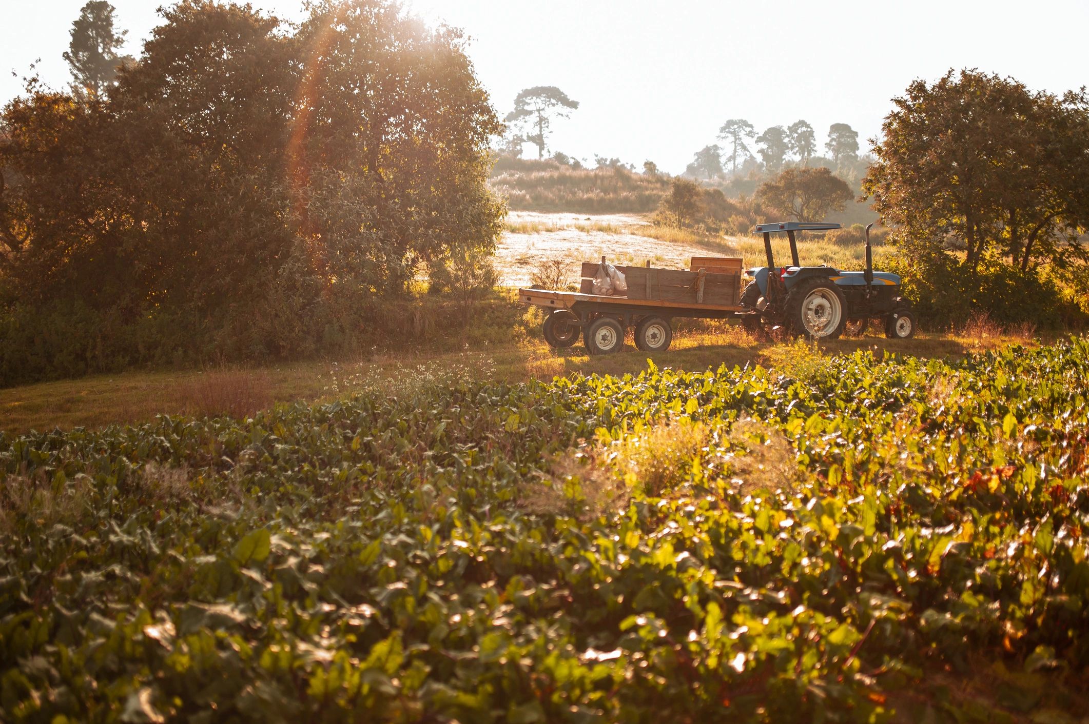 Sunrise on a farm