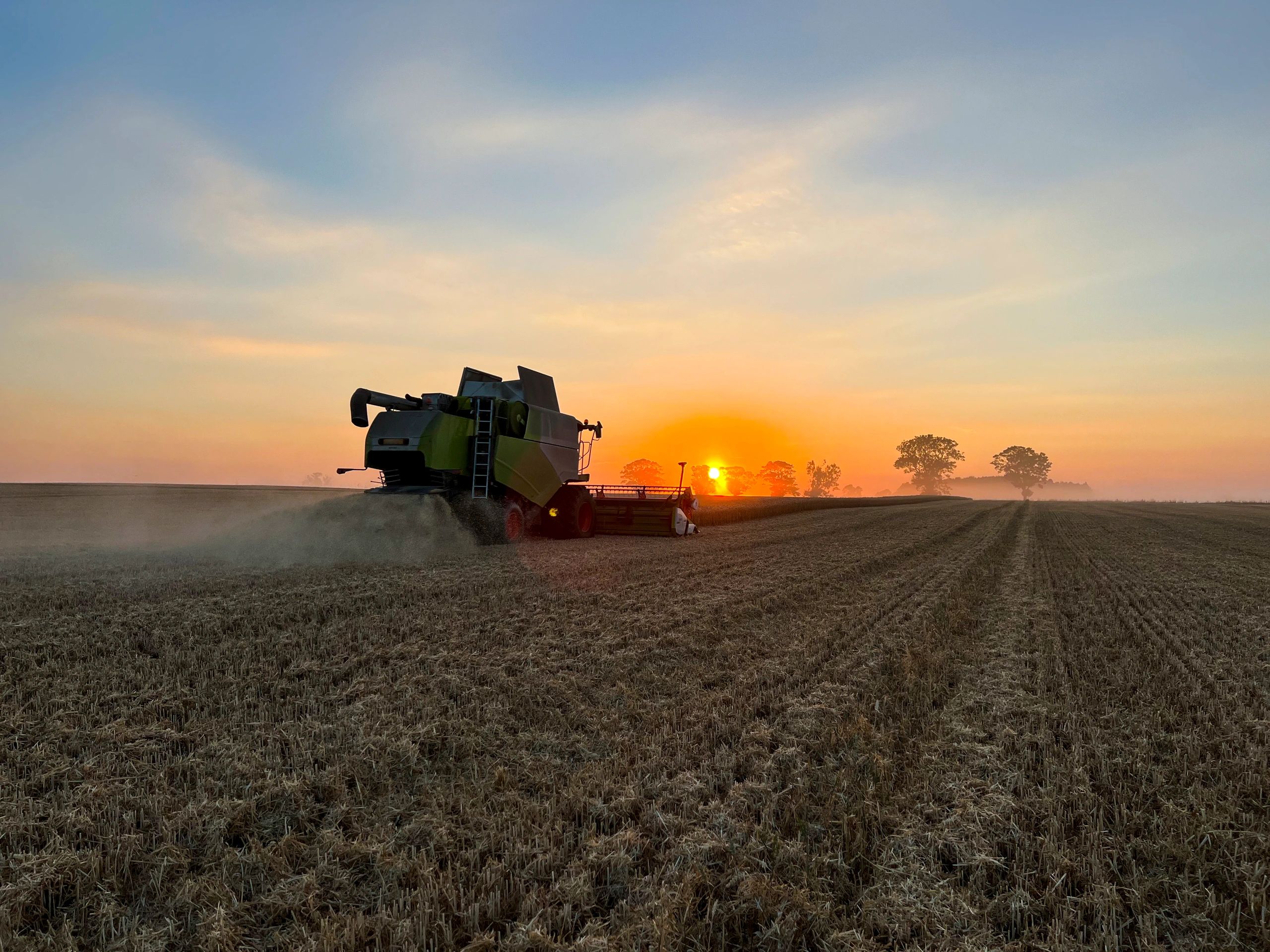 Combine harvesting wheat at sunset