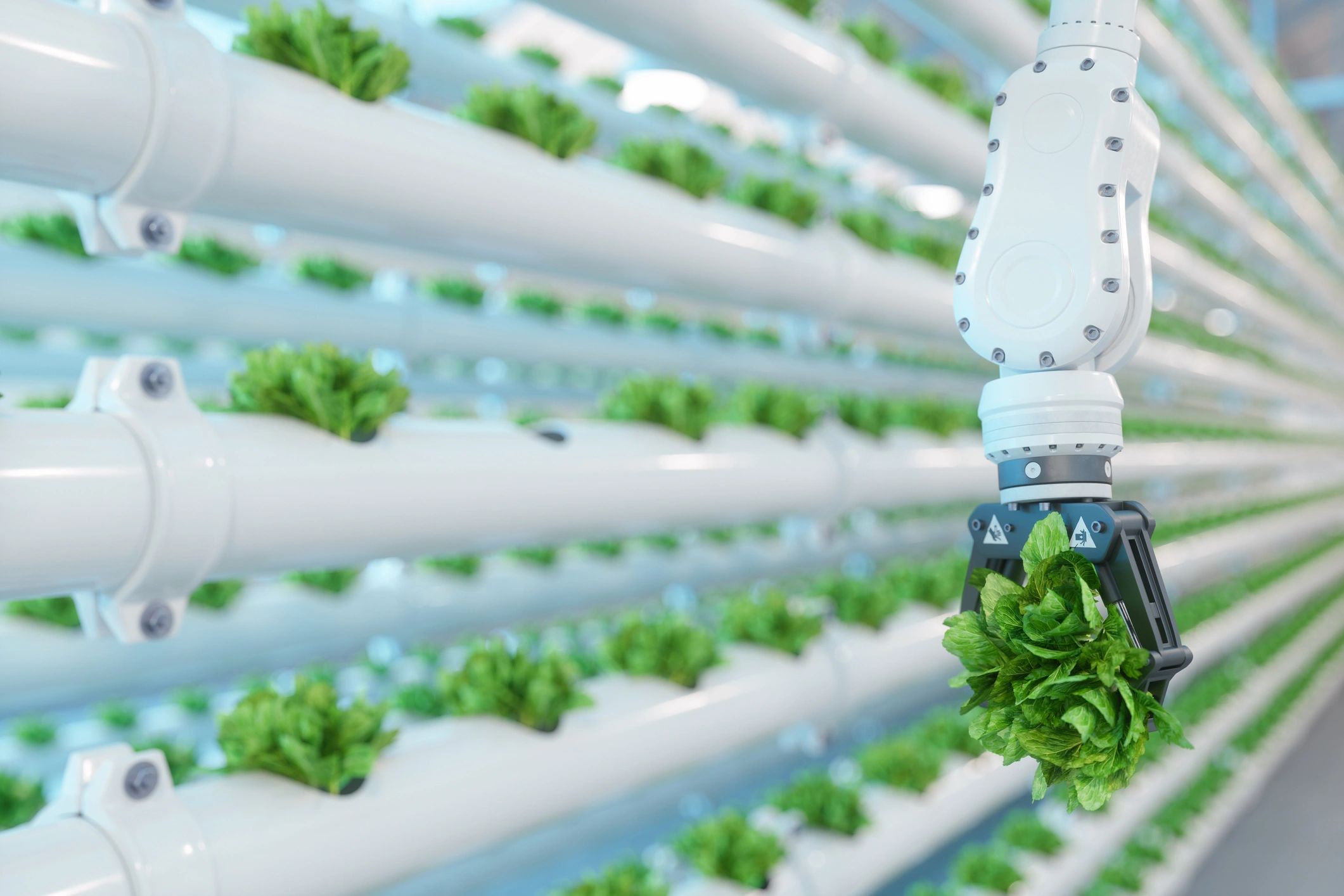 Robotic arm harvesting lettuce in a vertical farm