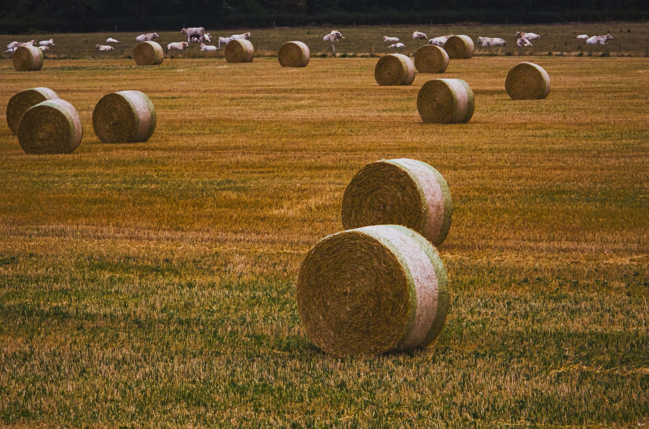 Round hay bales in a rural field