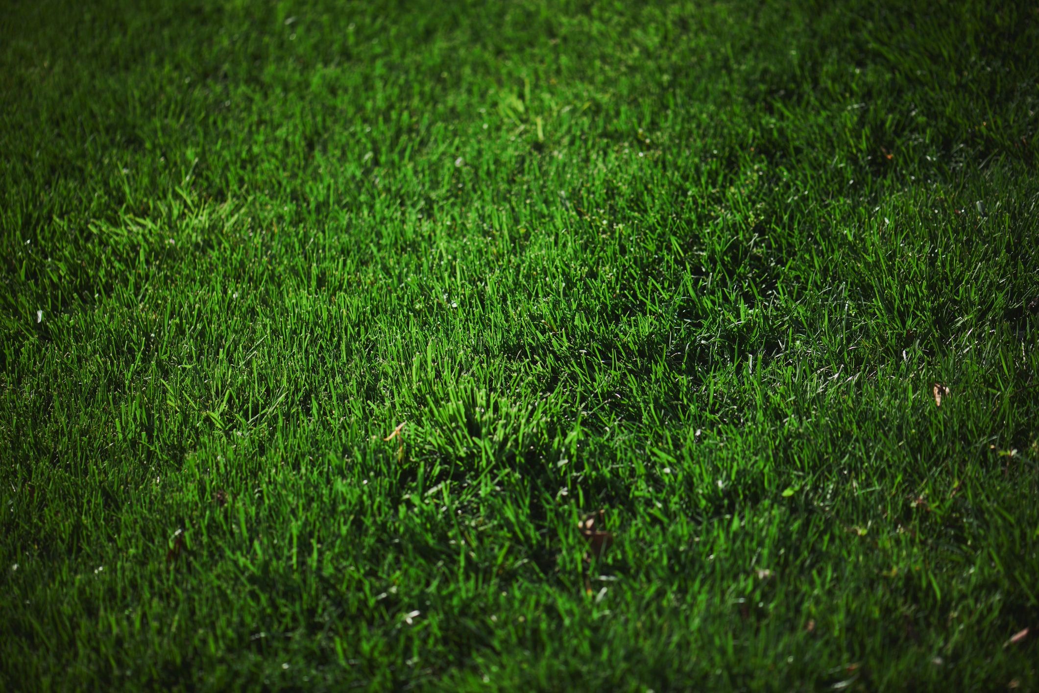 Lawn grass ready for mowing