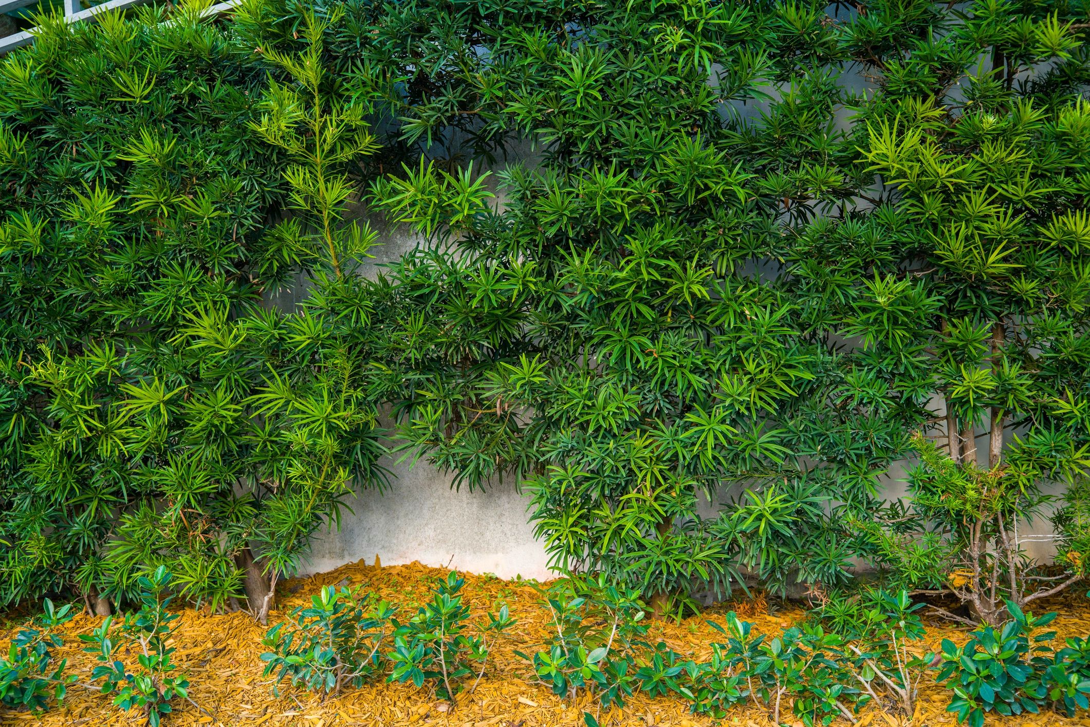 Fresh mulch in a landscaped garden bed
